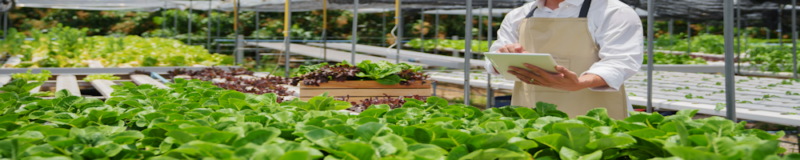 Shoppers Face Smaller and Expensive Vegetables 1 Farming in the UK