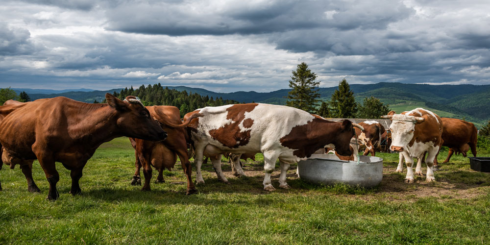 Farming